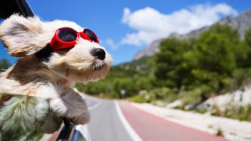 7 useful tips that will make travelling with your pets easier
