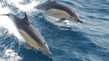 Dreams Come True: Dolphin Watching in the Wild