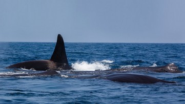 The Secrets of the Orca Hunt